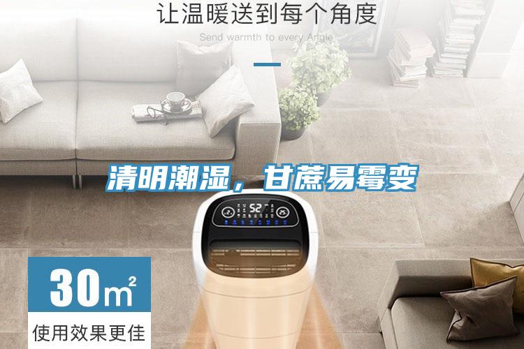 清明潮濕，甘蔗易黴變