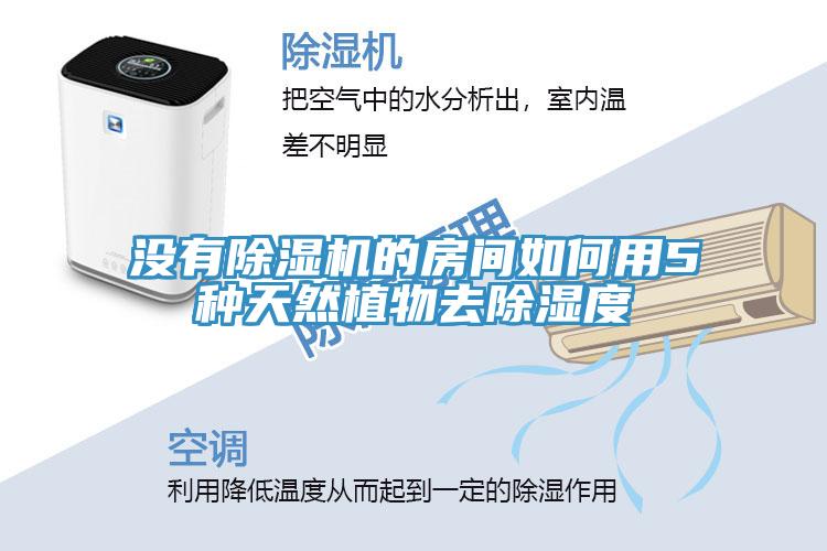 沒有91看片网站的房間如何用5種天然植物去除濕度