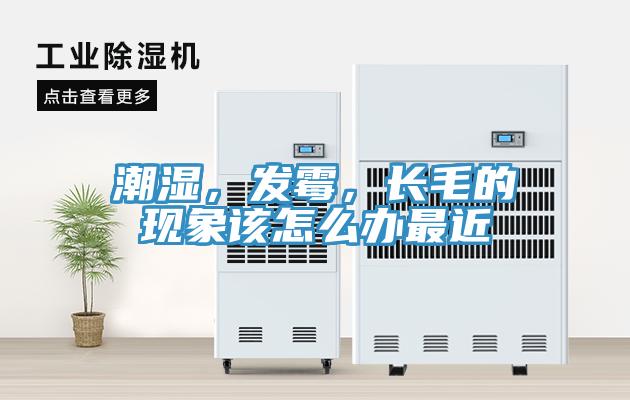 潮濕，發黴，長毛的現象該怎麽辦最近