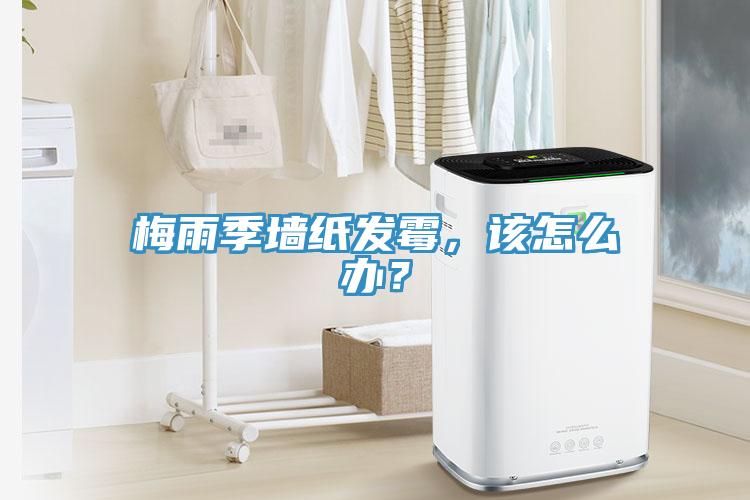 梅雨季牆紙發黴，該怎麽辦？