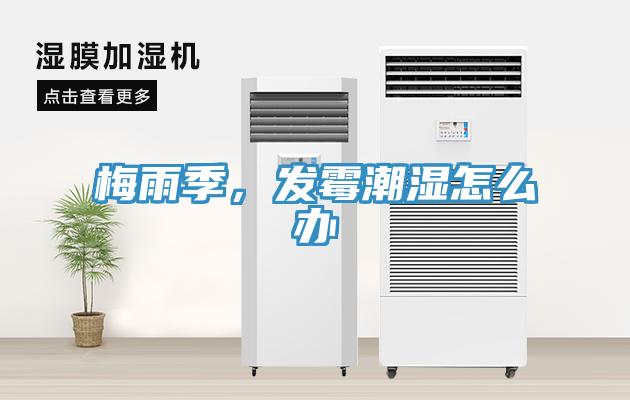 梅雨季，發黴潮濕怎麽辦