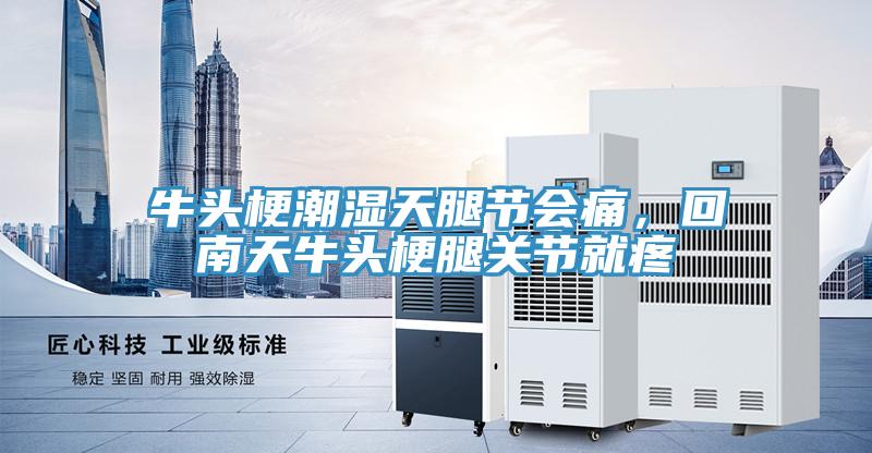 牛頭梗潮濕天腿節會痛，回南天牛頭梗腿關節就疼
