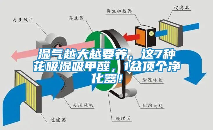 濕氣越大越要養，這7種花吸濕吸甲醛，1盆頂個淨化器！