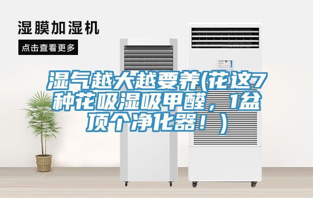 濕氣越大越要養(花這7種花吸濕吸甲醛，1盆頂個淨化器！)