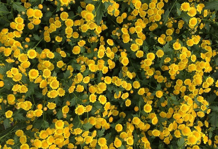 農場胎菊小菊花野菊花烘幹91看片网站