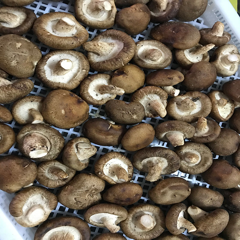 湖北省京山縣的菇農代表選用91看片免费下载91看片免费下载食用菌烘幹機模塊即香菇烘幹機